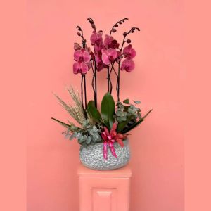  Kelkit Çiçekçiler - Orkideler