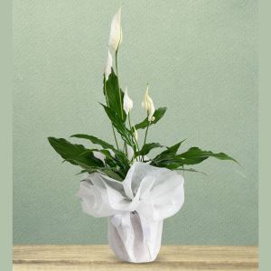  Kelkit Çiçek Gönder - Saksı Çiçekleri